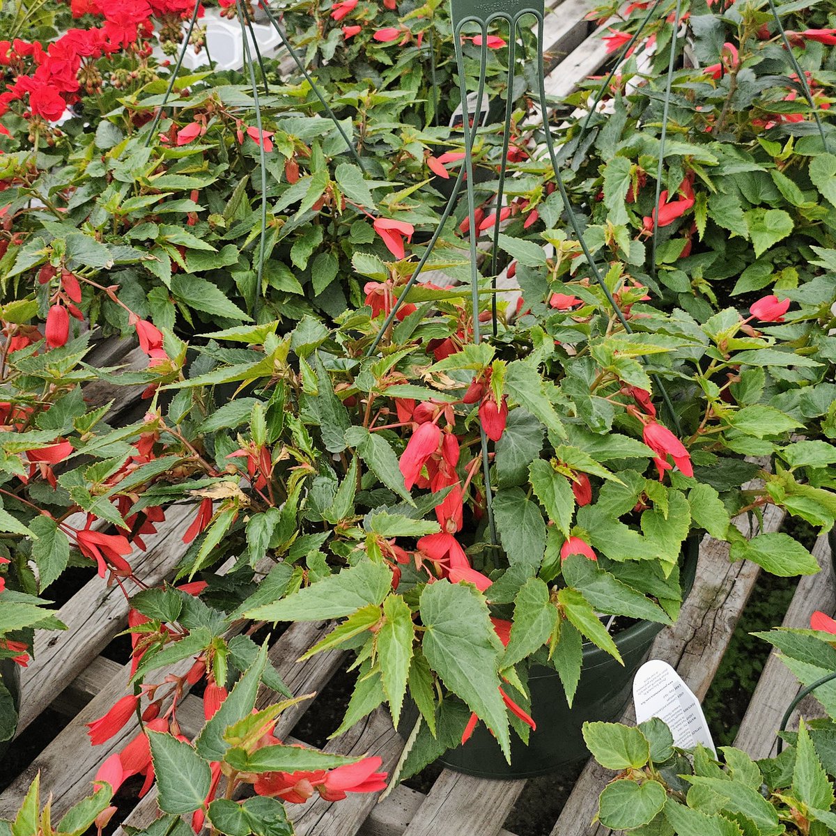 Scarlet begonias 🎶