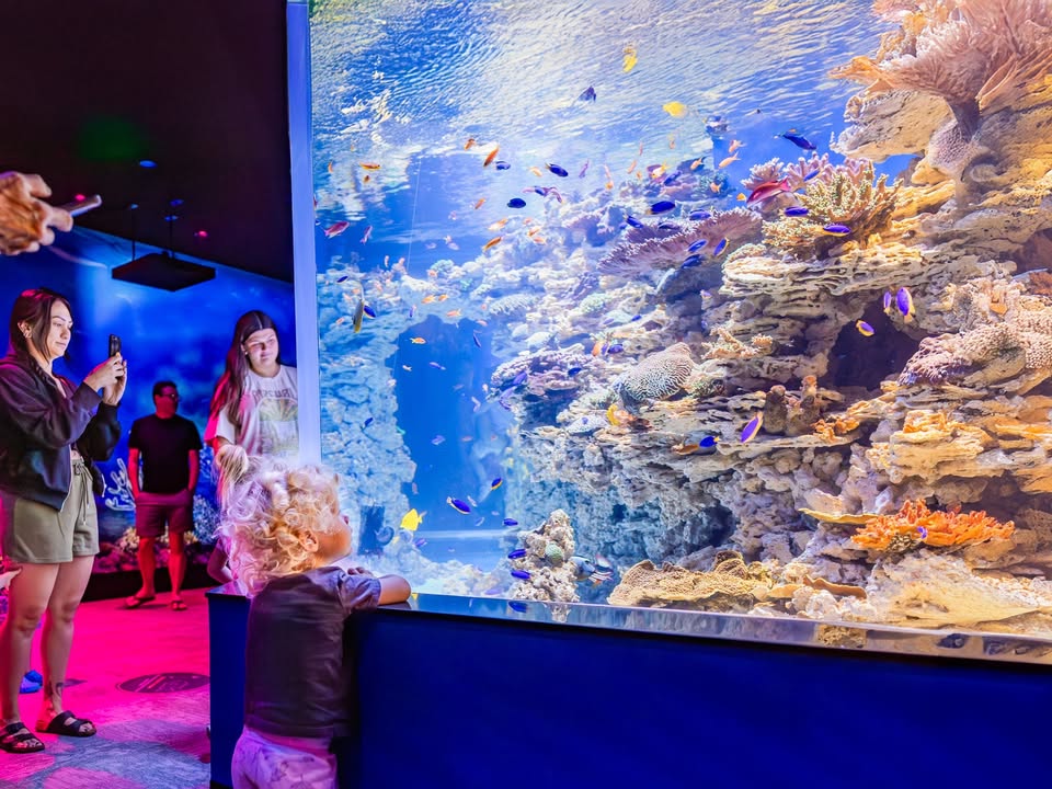 🎉 Living Seas is NOW OPEN 🐠 Get ready to immerse yourself in the vibrant ecosystems of the Pacific — from the colder waters of the Pacific Northwest and the beauty of Coastal California to the colorful reefs of the Tropical Pacific.

We can’t wait to sea you here!