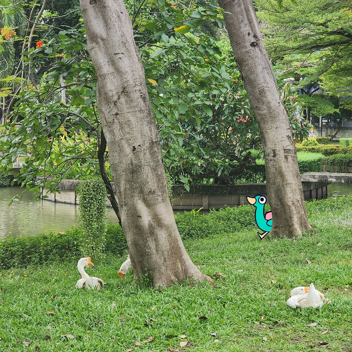 TagAQuackGame's tweet image. Unexpected encounter at our campus!