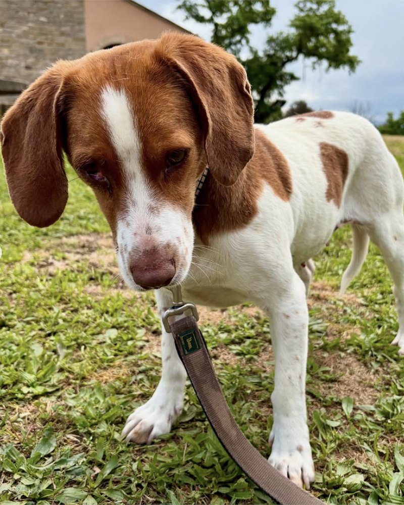 OsonaProtectora's tweet photo. ADOPTA la Rosa. És un #gossa molt bonica 🫶 de 4 anys, simpàtica i plena de bona energia.
Quan sap que surt a passejar és molt obedient.
Agraïda més no poder 💖
Amb altres animals es porta bé i li agrada jugar 🐶
📩 Envia un DM o email a infoproteosona@gmail.com https://t.co/qGapVPUPcY