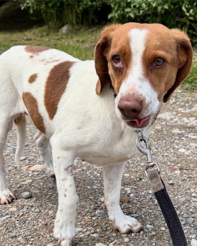 OsonaProtectora's tweet photo. ADOPTA la Rosa. És un #gossa molt bonica 🫶 de 4 anys, simpàtica i plena de bona energia.
Quan sap que surt a passejar és molt obedient.
Agraïda més no poder 💖
Amb altres animals es porta bé i li agrada jugar 🐶
📩 Envia un DM o email a infoproteosona@gmail.com https://t.co/qGapVPUPcY
