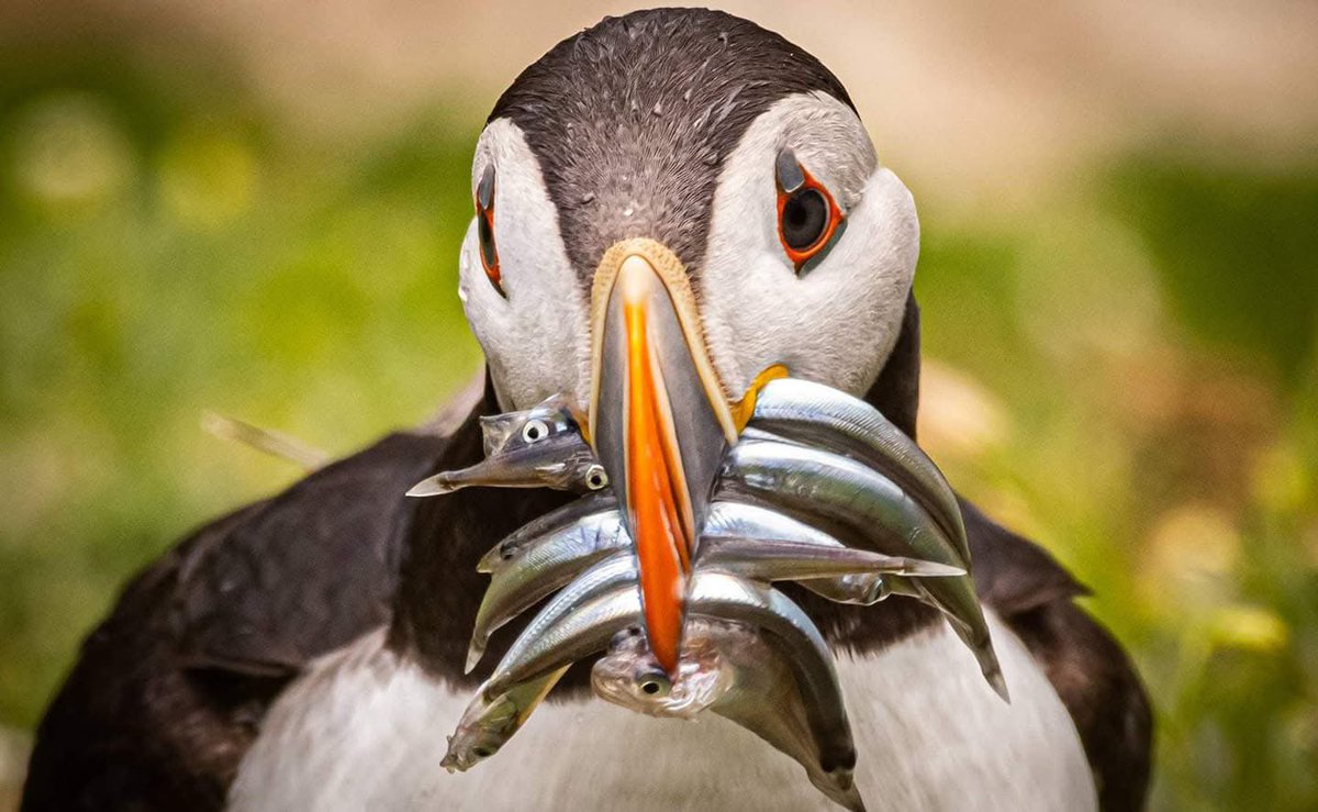 Thomas Casey tweet media