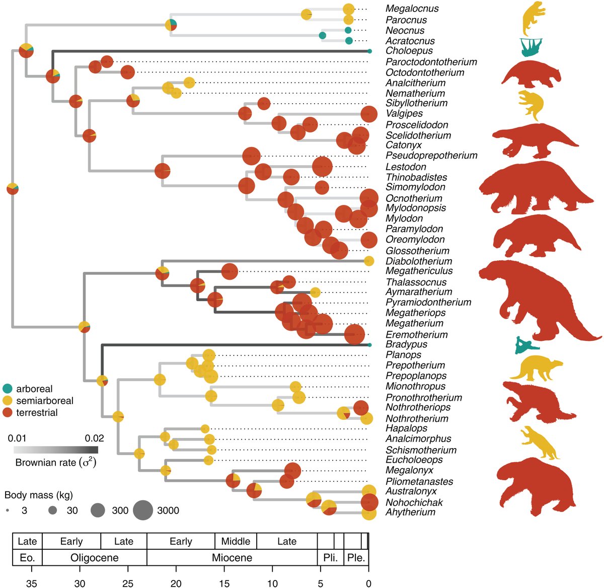 Ancient sloths ranged in size from tiny climbers to ground-dwelling giants. 

Now, researchers report in Science that this body size diversity was largely shaped by sloths’ habitats, and that these animals’ precipitous decline was likely a result of increasing human pressures.