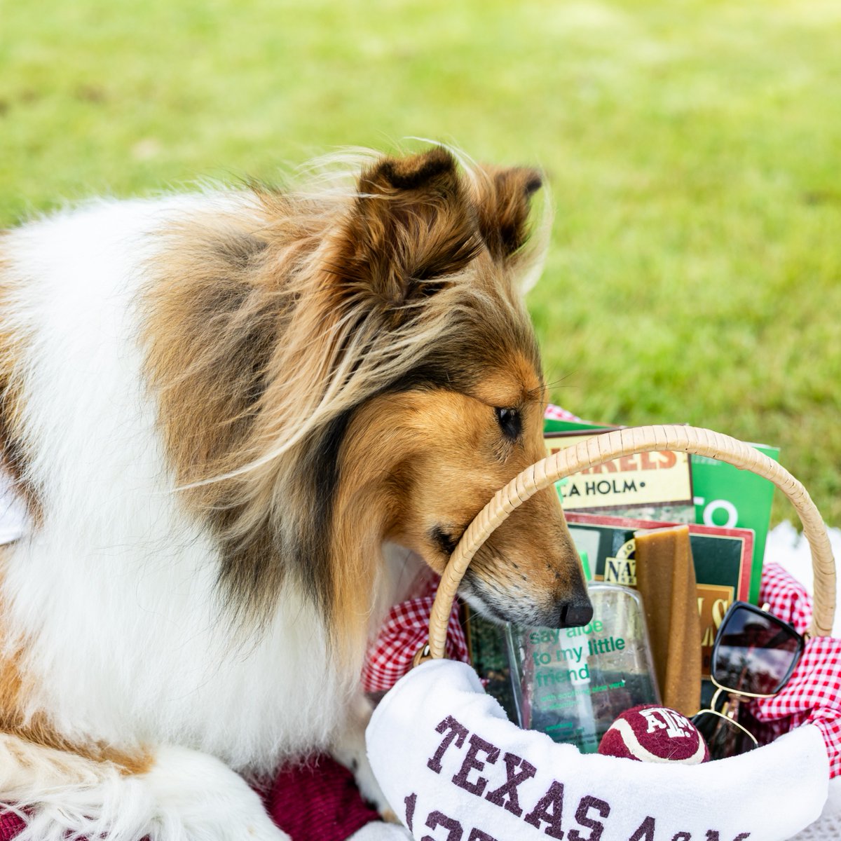reveille's tweet image. I’ve got my summer class essentials, Ags—what about you? 🐾☀️ Good luck on the start of your summer classes next week! You’ve got this!
#TAMU #Aggieland #GigEm