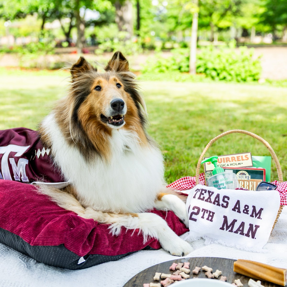 reveille's tweet image. I’ve got my summer class essentials, Ags—what about you? 🐾☀️ Good luck on the start of your summer classes next week! You’ve got this!
#TAMU #Aggieland #GigEm