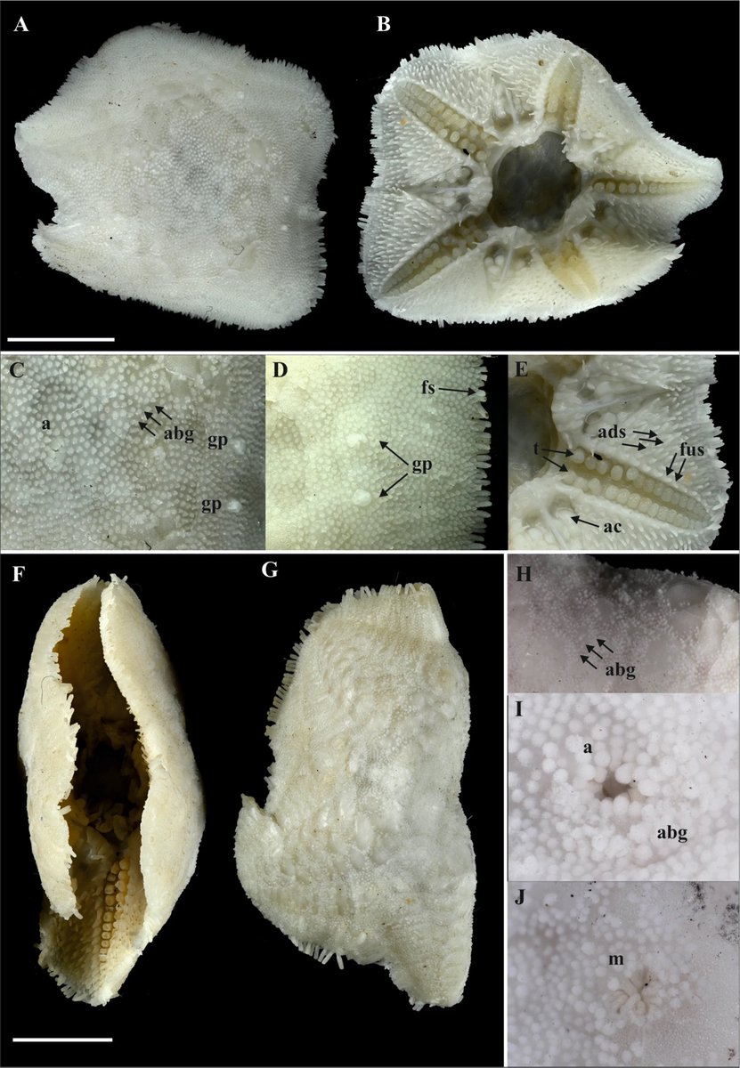 Magdalini.Christodoulou tweet media