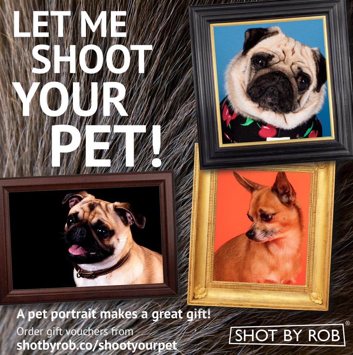 LET ME SHOOT YOUR PET! 🐶

Bring your 4-legged friend to my studio for a photo shoot, capturing their personality with images to treasure. 

Up to 45 minutes including an A3 print ready to frame. £95. 

Book online at shotbyrob.co/shootyourpet 📸