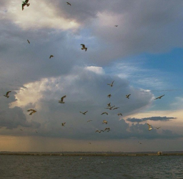 Катерина Галич tweet media