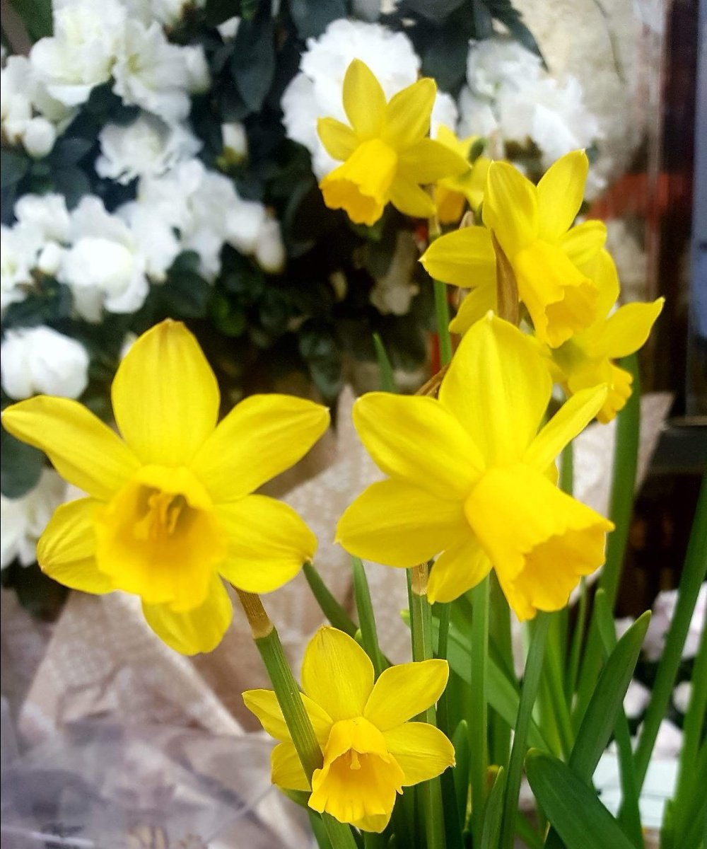 Maria Lea tweet media