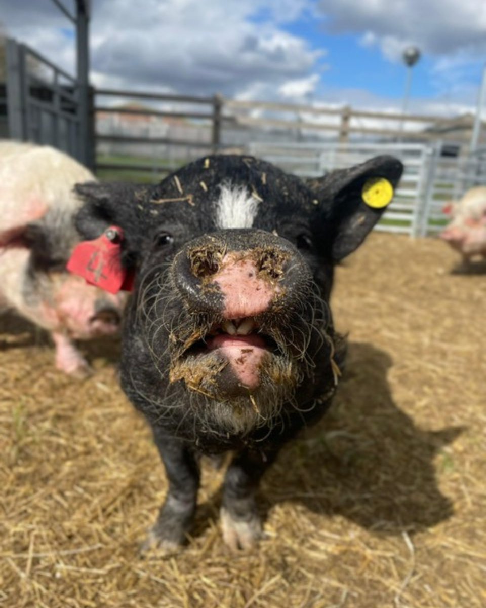 RSPCA (England & Wales) (@rspca_official) on Twitter photo Rose and her 12 friends came to <a href="/RSPCASouthridge/">RSPCA Southridge</a> after a life of neglect.
Despite their past, they've made fantastic progress and are now ready to find a place to call home! 🐷
Could you provide the perfect space for Rose and a companion? Apply here: bit.ly/4jRxPzT Rose and her 12 friends came to <a href="/RSPCASouthridge/">RSPCA Southridge</a> after a life of neglect.
Despite their past, they've made fantastic progress and are now ready to find a place to call home! 🐷
Could you provide the perfect space for Rose and a companion? Apply here: bit.ly/4jRxPzT