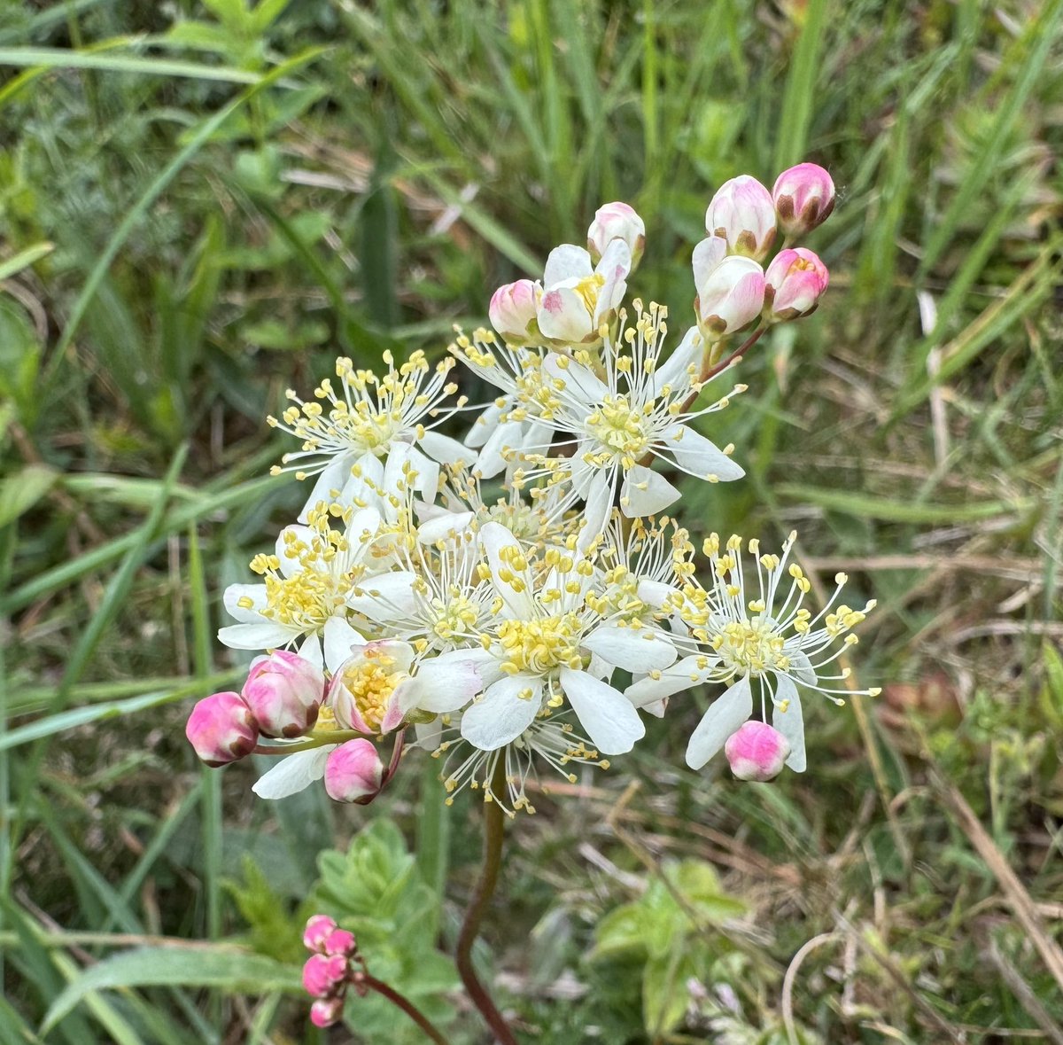 Dropwort (Filipendula vulgaris) is bursting bud in the calcareous grasslands of the North Downs.  

The fluffy flower heads on their slender stem remind us of a peaceful firework display exploding across the grassland sward of our downland sites. 

🩷🤍💛🤍🩷