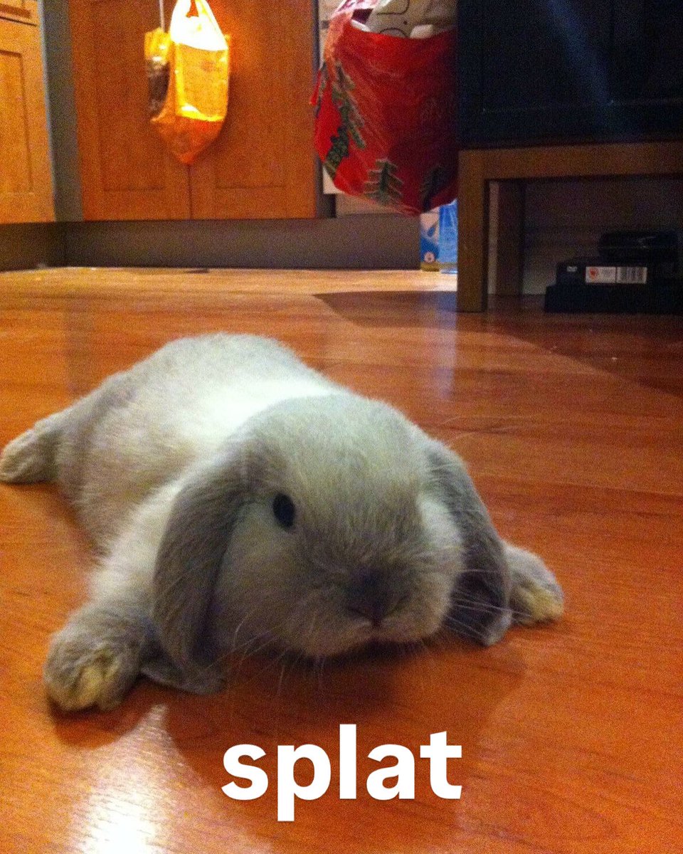 Bunnies (@bunnies) on Twitter photo 