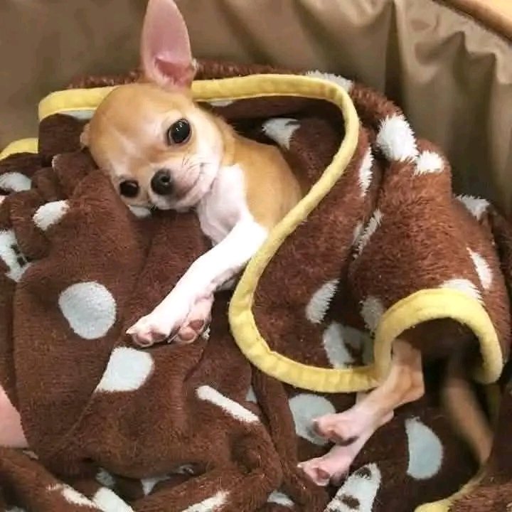 Just Pets 🐾 tweet media