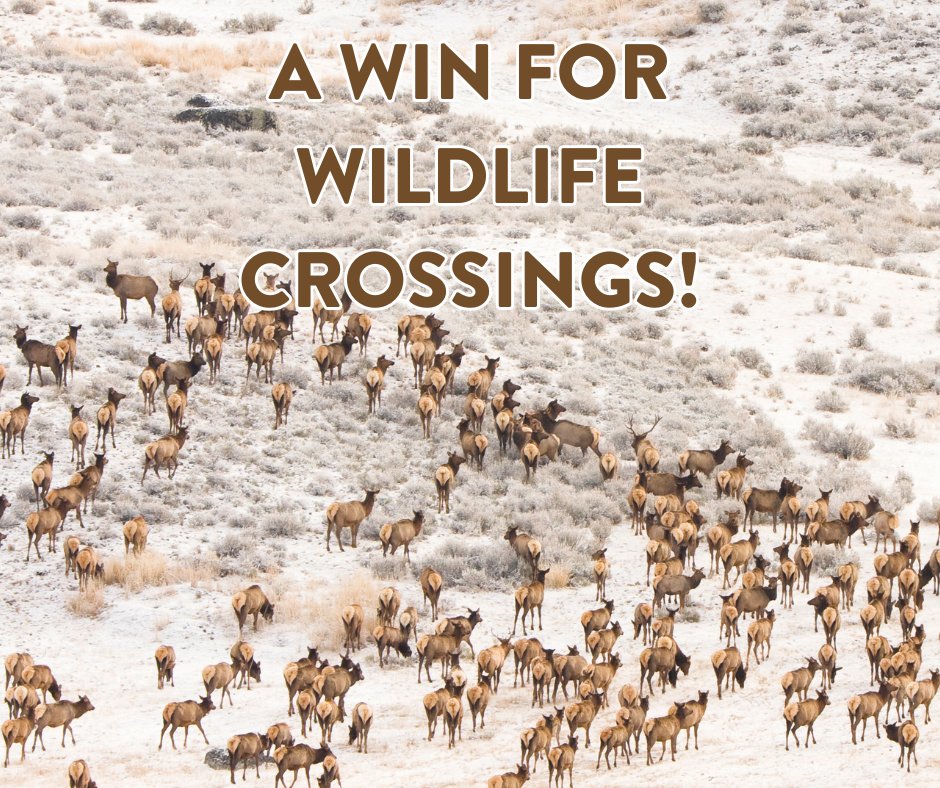 Thank you <a href="/GovGianforte/">Governor Greg Gianforte</a> for investing in wildlife migrations and public safety!

HB 932 was signed into law, directing a % of MT marijuana tax revenue dollars to build wildlife xings.

These dollars will live in a new wildlife xings account, created by HB 855.

#mtleg