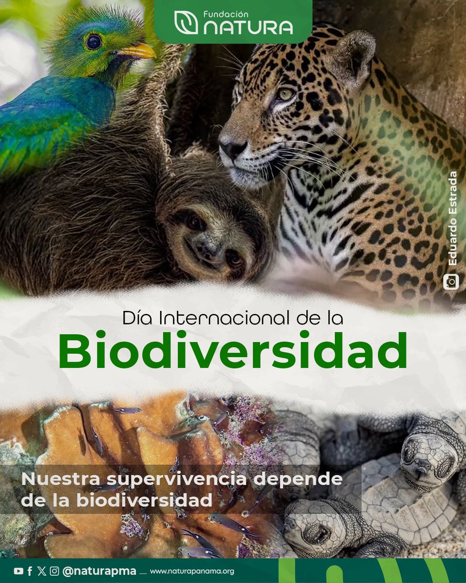 En el #DíaDeLaBiodiversidad hagamos un llamado de acción que nos invite a mirar la #Biodiversidad que nos rodea, porque es la que sustenta nuestra vida, en salud, alimentación, cultura, economía y mucho más. 
🤝Tabajemos juntos por un mundo donde la biodiversidad prospere.