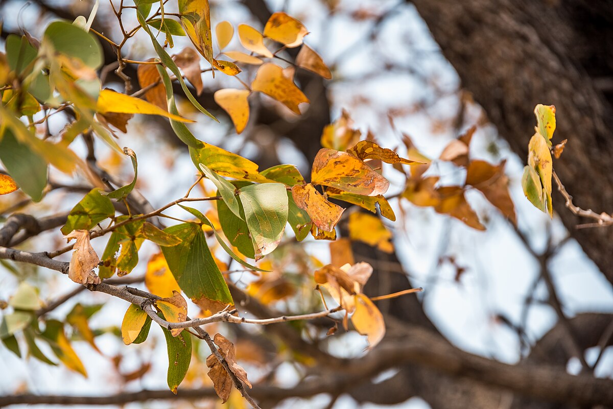 Take a trip to Africa in this evocative short from Frances Macaulay Forde

‘African Memories’ is today’s Pick of the Day.
 
 abctales.com/story/frances-…

Please share if you can.