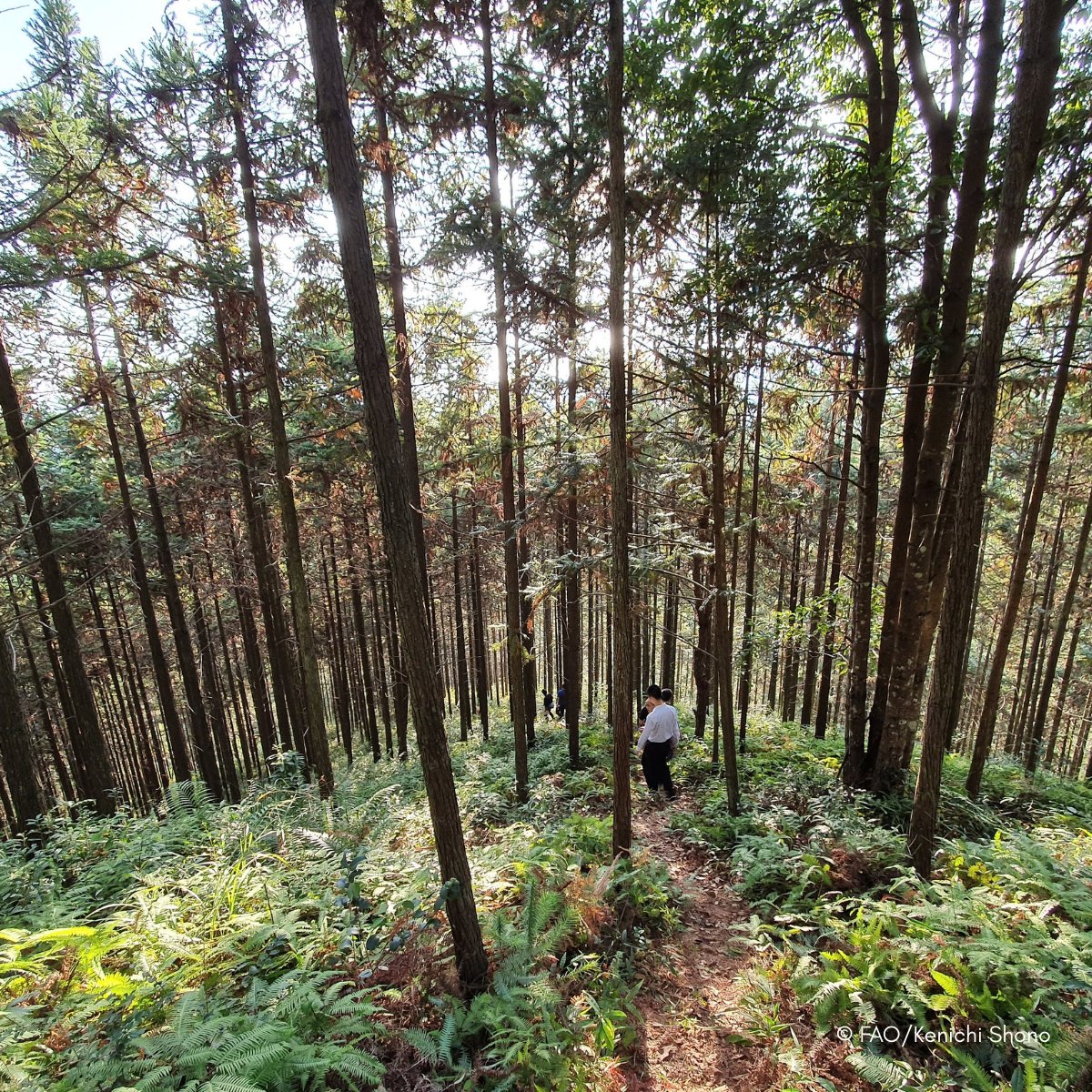 FAO Forestry (@faoforestry) on Twitter photo ๐ฑ๐Young researchers from China & Uganda have won the Youth Action in Forest Health competition, organized by <a href="/FAO/">Food and Agriculture Organization</a> & its Regional Forest Invasive Species Networks!
Find out how they are shaping #ForestHealth: ow.ly/OreZ50VXa7t
<a href="/FAOAfrica/">FAO in Africa</a> <a href="/FAOAsiaPacific/">FAO Asia Pacific</a> #FutureForesters ๐ฑ๐Young researchers from China & Uganda have won the Youth Action in Forest Health competition, organized by <a href="/FAO/">Food and Agriculture Organization</a> & its Regional Forest Invasive Species Networks!
Find out how they are shaping #ForestHealth: ow.ly/OreZ50VXa7t
<a href="/FAOAfrica/">FAO in Africa</a> <a href="/FAOAsiaPacific/">FAO Asia Pacific</a> #FutureForesters