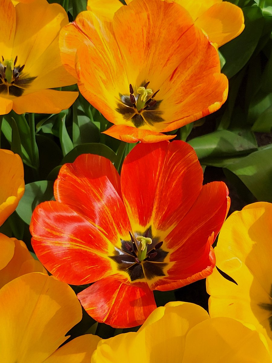 UCL Health Libraries tweet media