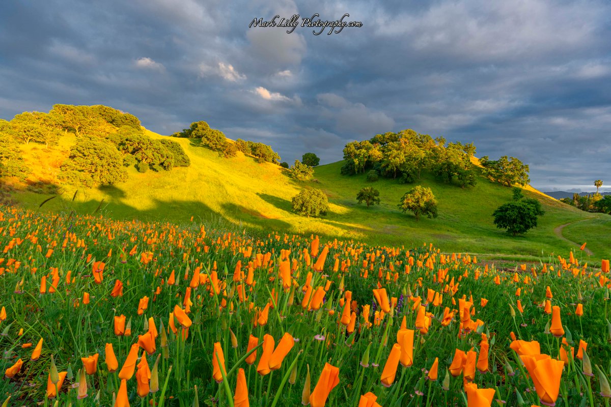 MarkLillyPhoto's tweet photo. Stormy @Sunset over the #ShellRidge Open Space #FossilHillRidge in #WalnutCreek
https://t.co/vQm8r5bDd3
IG: @marklillyphotography
@NikonUSA #NikonNoFilter #Nikon @ZEISSLenses @VisitCA @walnutcreekmag #California #Poppies @RobMayeda @SFGate https://t.co/DPJKmZnyUp