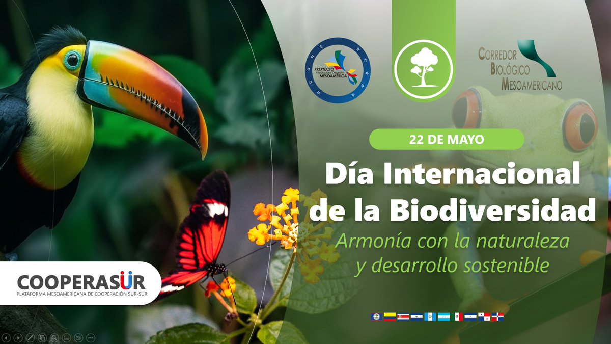 P_Mesoamerica's tweet photo. 🗓️Mayo 22: #DiaInternacionaldelaBiodiversidad 

📺 Explora todo el contenido multimedia sobre las actividades especializadas de conservación en el Corredor Biológico Mesoamericano #CBM en nuestra plataforma #COOPERASUR.

🌐➡️https://t.co/6aI6ayy7jL https://t.co/C7l0fbrBZ7