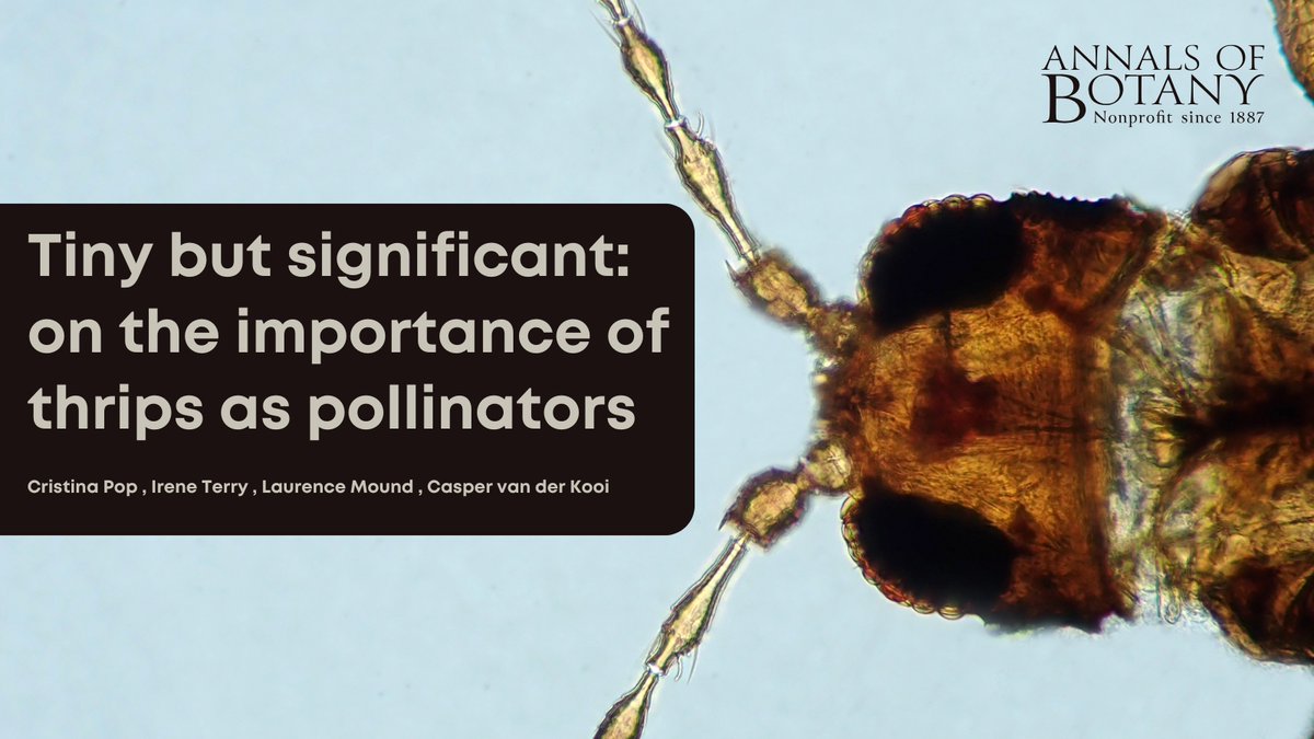 🌱🌸 Join us to learn about the newly published paper ‘Tiny but significant: on the importance of thrips as pollinators’ in <a href="/annbot/">Annals of Botany</a> by Cristina Pop and co-authors. 🧵(1/9)

👉 doi.org/ph5h

#AoBpapers #Thrips #PlantScience #Pollination
<a href="/CaspervdKooi/">Casper van der Kooi</a>