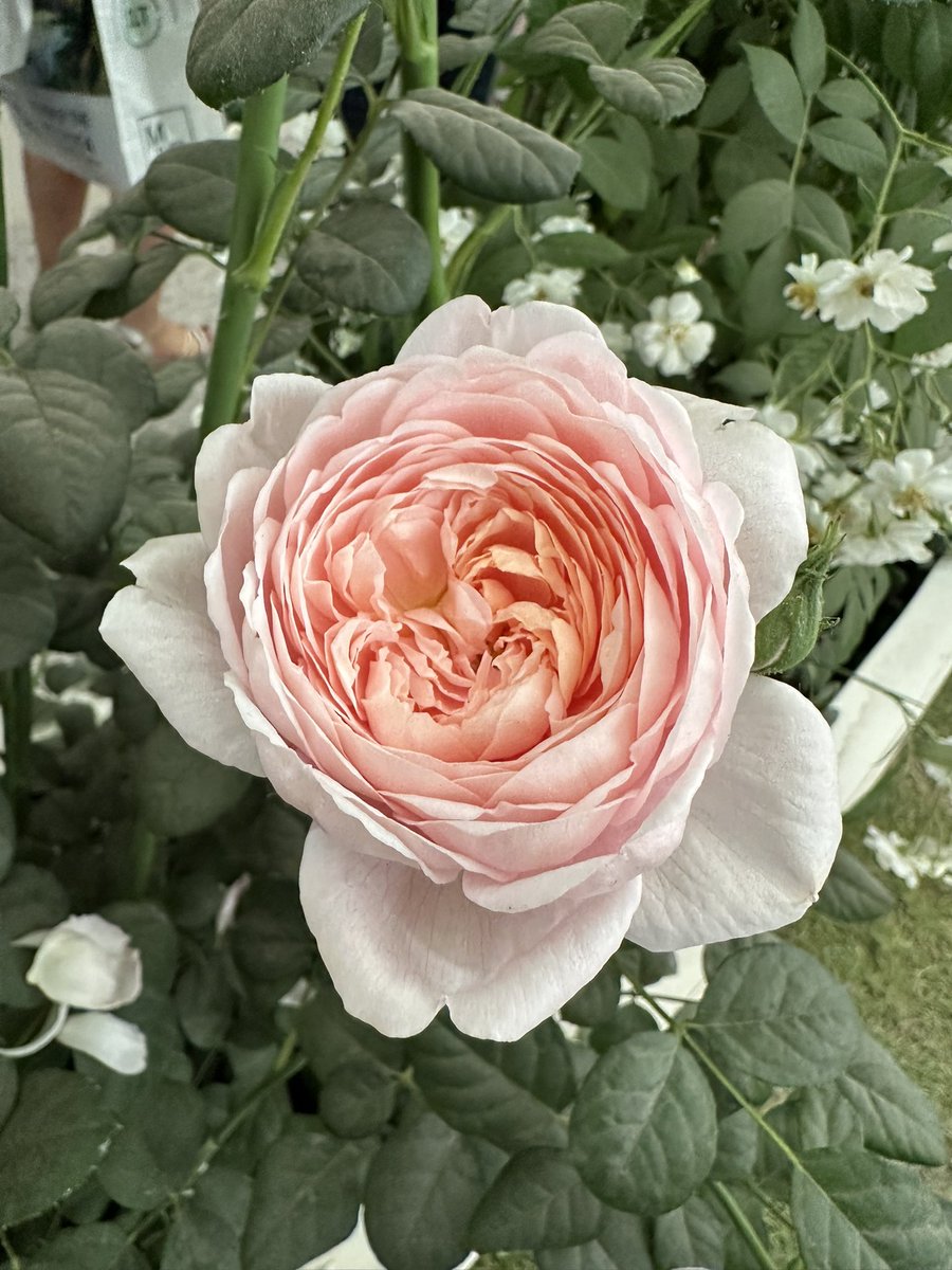 Jennifer Ellis tweet media