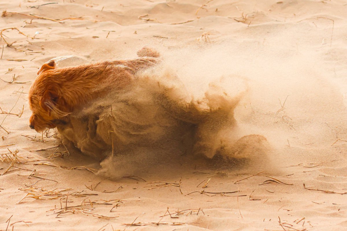 jankoni's tweet photo. Half hond half zand https://t.co/vYsqPrfyri