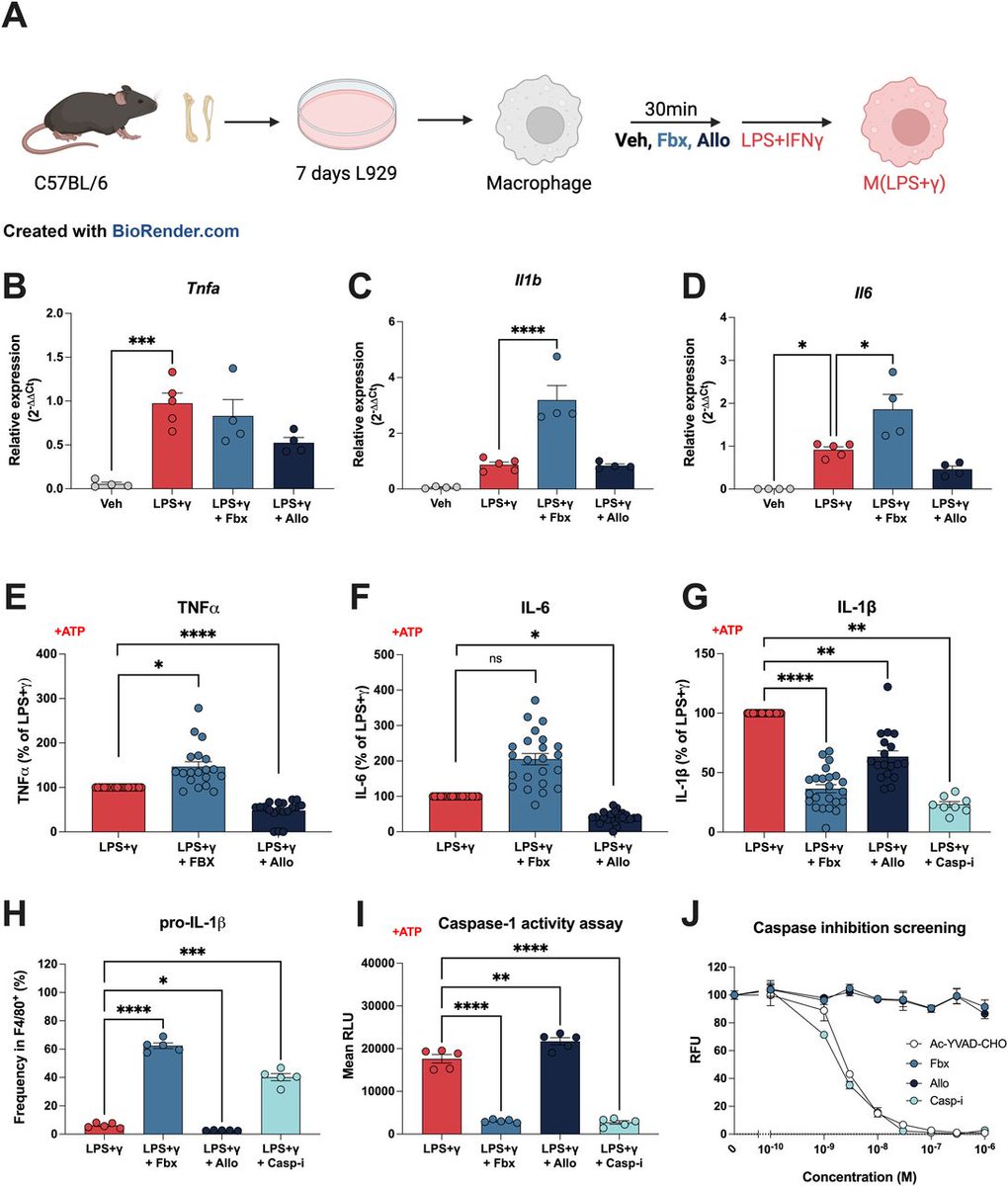 Pro-inflammatory macrophages are dependent on the xanthine oxidoreductase metabolic enzyme to produce the key inflammatory molecule IL-1beta. Here the authors describe the use of a specific inhibitor that dramatically blunts IL-1beta release
life-science-alliance.org/content/8/8/e2…