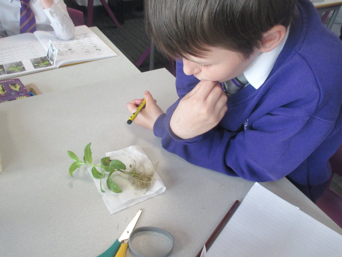 Beacon Primary Academy tweet media