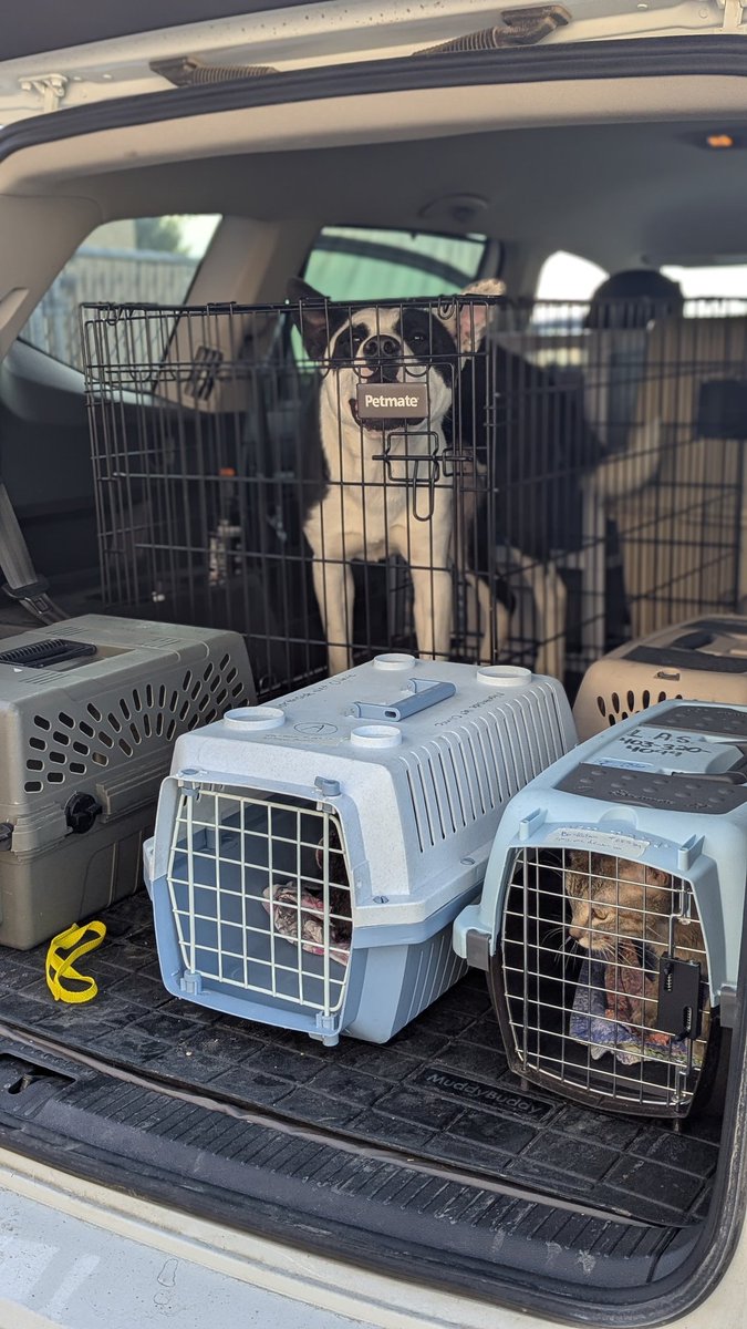 5 animals off to the vet this morning for adoption prep. Our team continues to work hard to manage a full shelter. 

Will you opt to adopt?

#yql #lethbridge