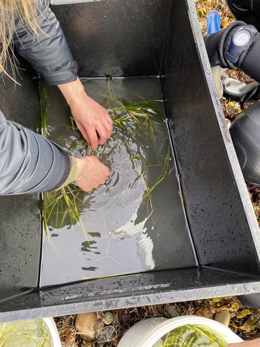 Green Seas Lab sampling seagrass and sediment for investigation of greenhouse gas dynamics within seagrass meadows in the Anthropocene.

Research supported by Villum Fonden and Danmarks Frie Forskningsfond 

Link: elgetti.wordpress.com

<a href="/seas_green/">Green Seas Lab</a> <a href="/roskildeuni/">RUC</a> <a href="/VILLUMFONDEN/">Villum Fonden</a>