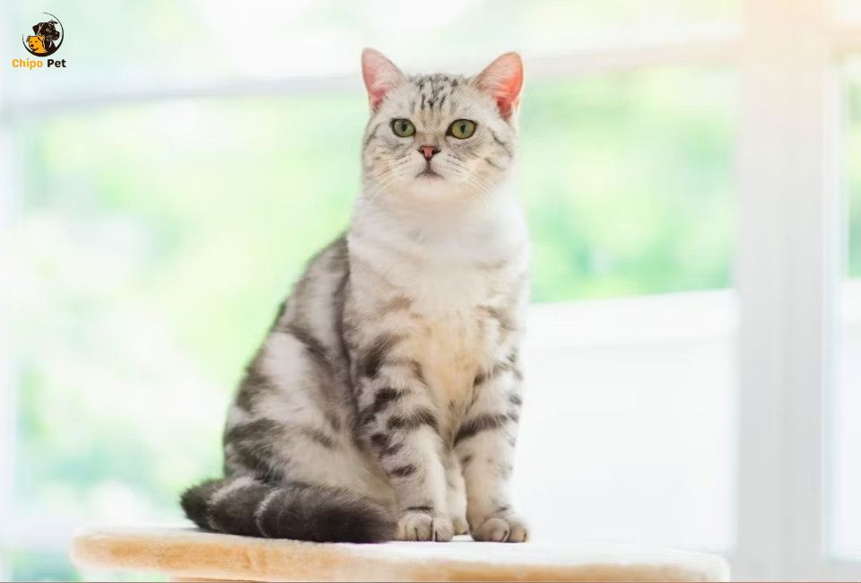 chipopetcom's tweet photo. With a calm demeanor, playful spirit, and strong family instincts, the American Shorthair has long been a favorite among cat lovers. #chippopet #chipo #pet #cat #AmericanShorthair 

Read more: https://t.co/5Y2ngSrPof https://t.co/BWkhtaUdeS