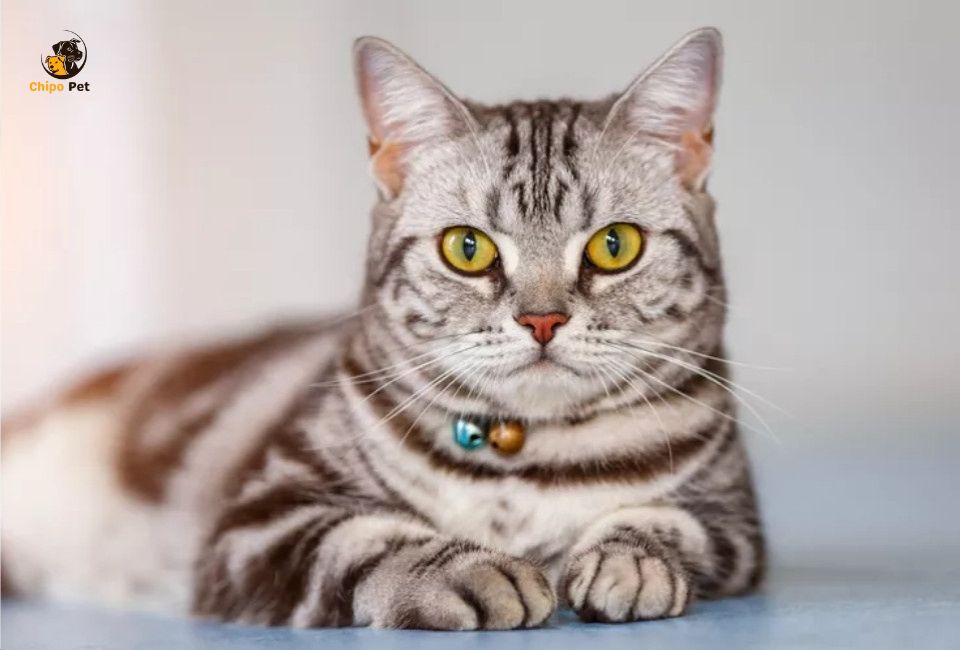 chipopetcom's tweet photo. With a calm demeanor, playful spirit, and strong family instincts, the American Shorthair has long been a favorite among cat lovers. #chippopet #chipo #pet #cat #AmericanShorthair 

Read more: https://t.co/5Y2ngSrPof https://t.co/BWkhtaUdeS