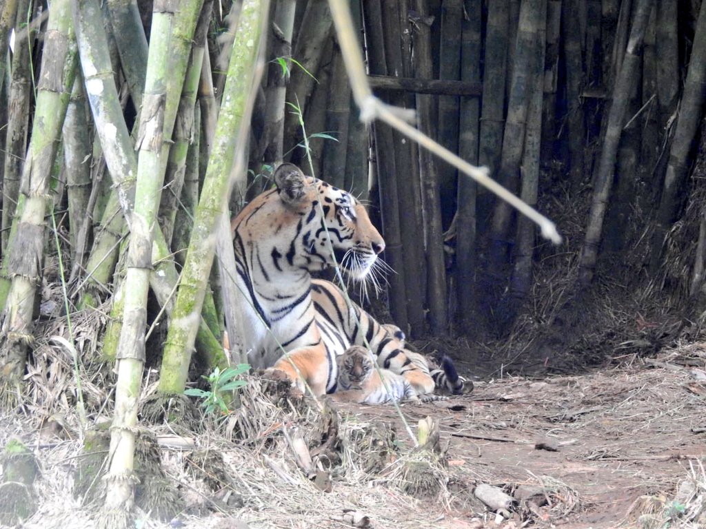 Exciting News from the Wild 🌳

We’re thrilled to share that a tigress at Tripura's Sepahijala Wildlife Sanctuary has given birth to 3 adorable cubs 🐅

The Government of Tripura remains committed to protecting and preserving our rich wildlife heritage.