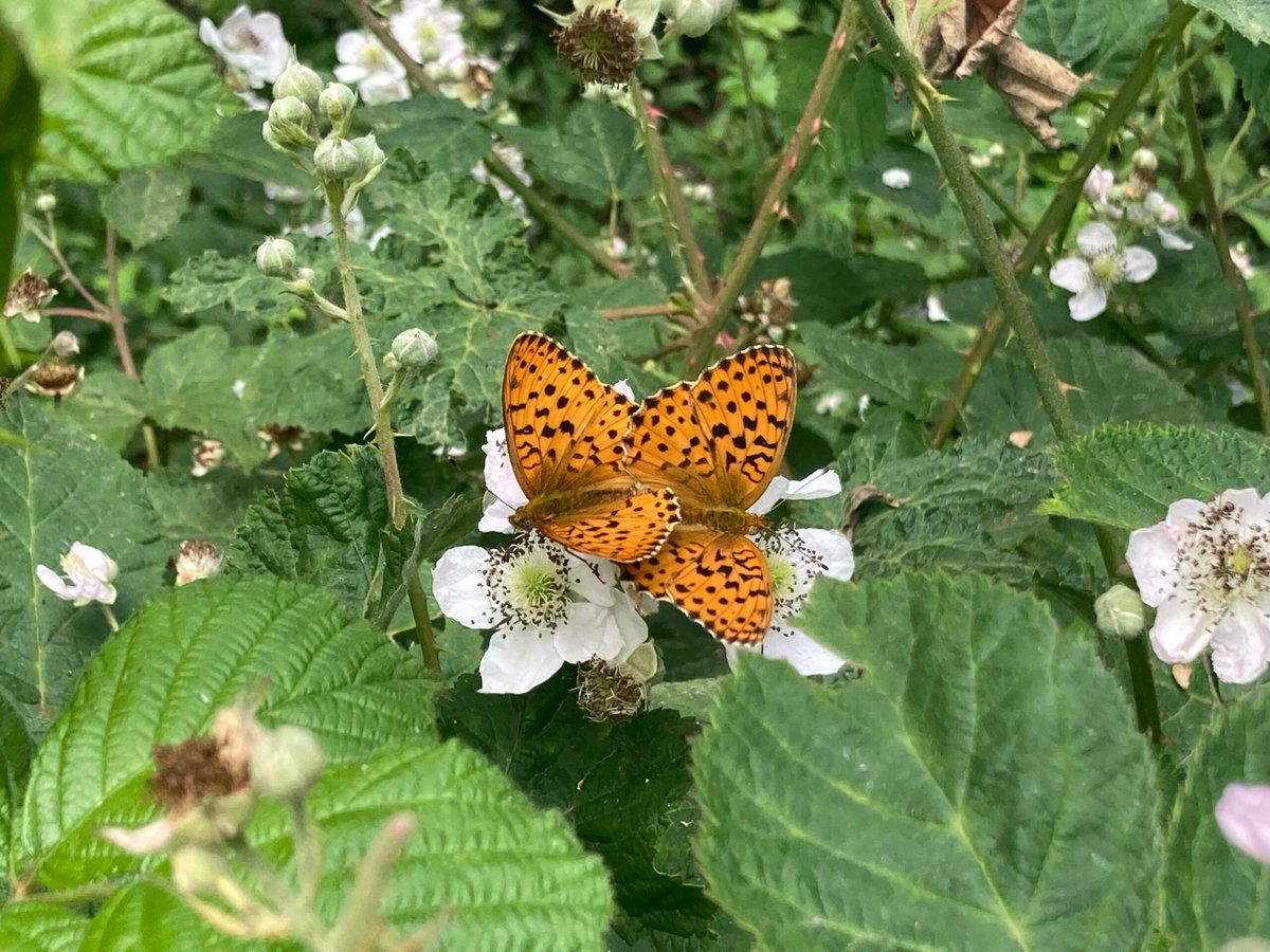 210 extinciones locales de mariposas tras cuatro años de sequía en Cataluña" En el marco del Día Mundial de la Diversidad Biológica, el Observatori del Patrimoni Natural i la Biodiversitat (OPNB) ha hecho públicos los últimos resultados del programa de ...
informativos.net/2025/210-extin…