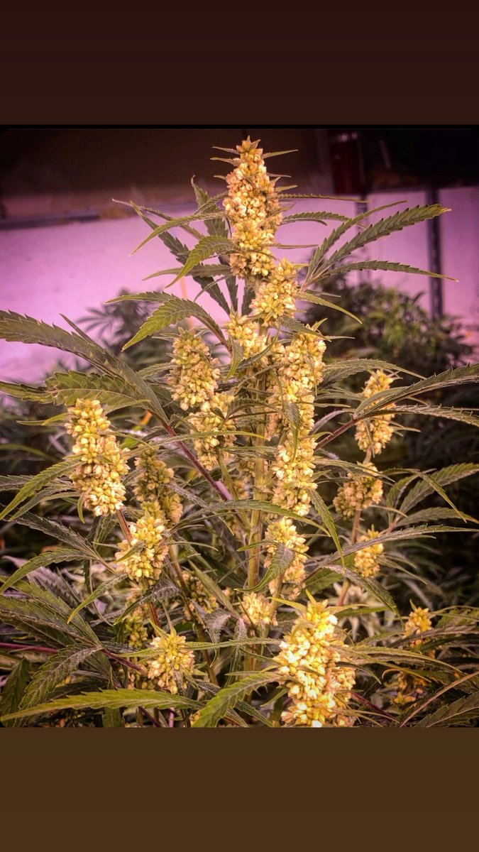What came first Pollen or Seed?