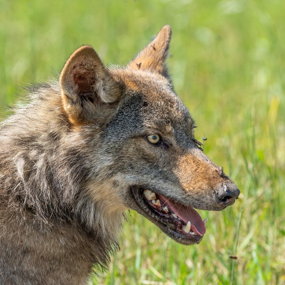 Last night, two collared wolves from different packs visited the large cattle ranch in the middle of our study area, where young vulnerable calves have just been born.