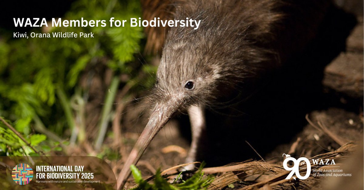 World Association Zoos & Aquariums (@waza) on Twitter photo As a partner in New Zealand’s Kiwi Recovery Programme, <a href="/OranaPark/">Orana Wildlife Park</a> contributes directly to national efforts to safeguard the Eastern North Island brown kiwi. The park empowers visitors to take meaningful action to protect the species.
🧐 Learn more here:
f.mtr.cool/ewflklreak As a partner in New Zealand’s Kiwi Recovery Programme, <a href="/OranaPark/">Orana Wildlife Park</a> contributes directly to national efforts to safeguard the Eastern North Island brown kiwi. The park empowers visitors to take meaningful action to protect the species.
🧐 Learn more here:
f.mtr.cool/ewflklreak