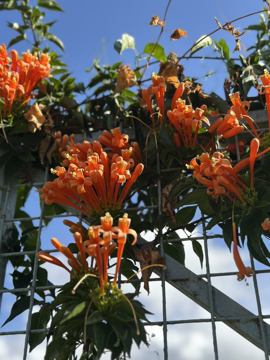 🌸🌺🌷🪻🌻🌼💐🥀🥀🪷

Happy International Day of Biological Diversity 

🥦🥔🥕🌽🥒🍆🍅🥬🫜

🦋🐝🐞🐜🦗🦟🪰🪲🪳🕷️🕸️

🐱🐈🐈‍⬛🐶🐇🐭🦔🐿️🦊🐨🐼🐷🐗🐄🦬🫏

🐅🐗🐊🐆🦓🐘

#biodiversity 
#BiodiversityDay2025