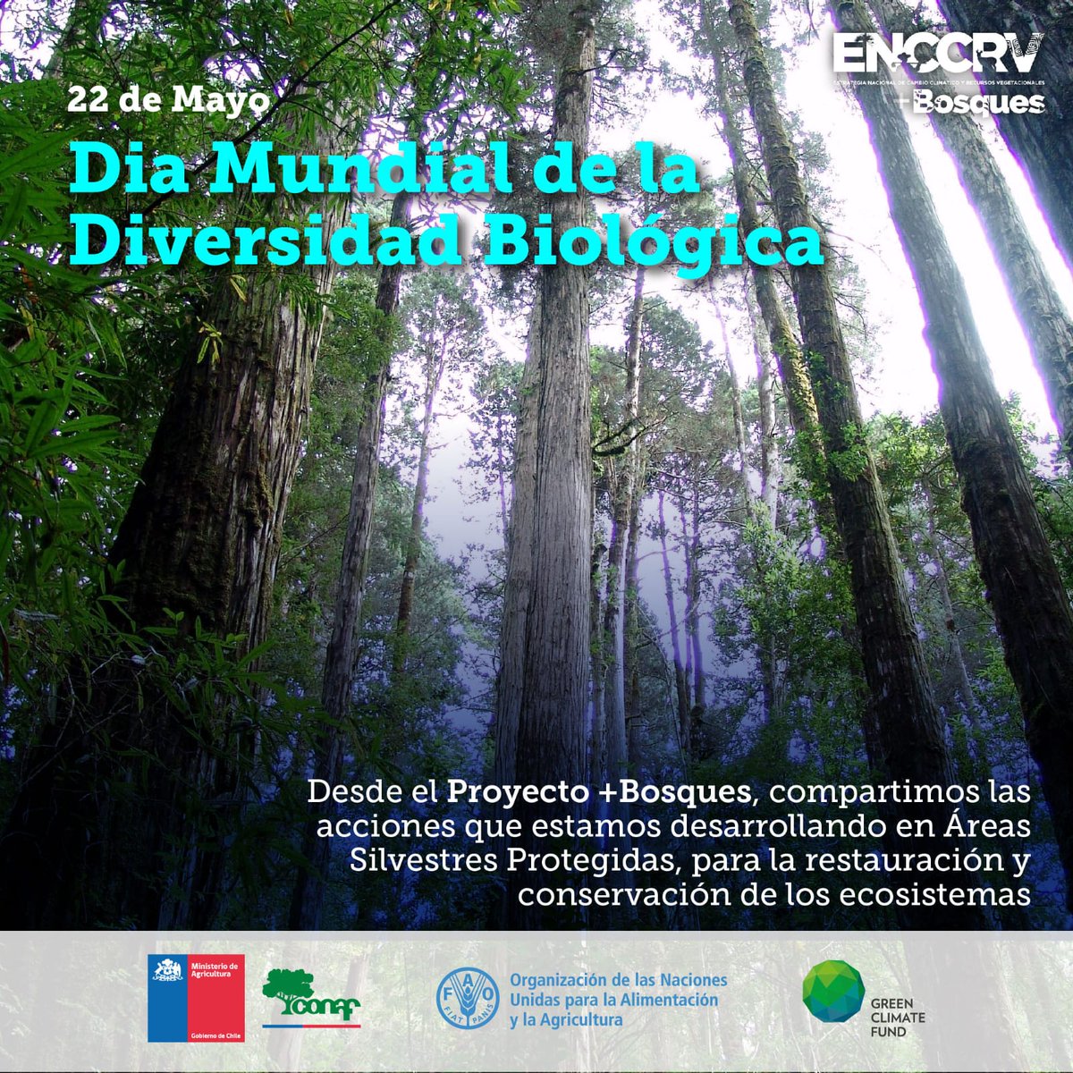 FAO Chile (@faochile) on Twitter photo 🦉 En el #DíaDeLaBiodiversidad destacamos el trabajo de protección y conservación de los bosques nativos y sus ecosistemas.
Realizado junto a <a href="/conaf_minagri/">CONAF - Corporación Nacional Forestal</a> en Áreas Silvestres Protegidas, a través del Proyecto +Bosques 🌳
¿Conoces alguno de ellos? 👇 🦉 En el #DíaDeLaBiodiversidad destacamos el trabajo de protección y conservación de los bosques nativos y sus ecosistemas.
Realizado junto a <a href="/conaf_minagri/">CONAF - Corporación Nacional Forestal</a> en Áreas Silvestres Protegidas, a través del Proyecto +Bosques 🌳
¿Conoces alguno de ellos? 👇