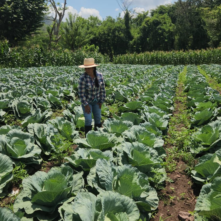 Doña Carmen, pequeña productora de frijol biofortificado, produce repollo con un sistema de riego recibido por un proyecto apoyado por la Fundación Rockefeller. Hace una rotación de cultivos periódicamente, produciendo vegetales y generando ingresos adicionales para su familia.