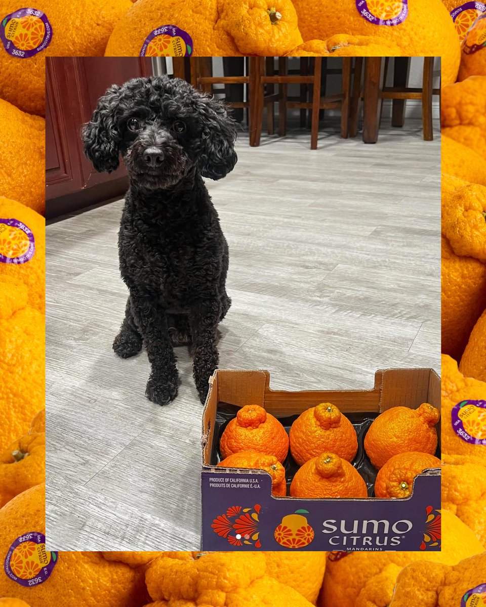 Sumo Citrus is still the favorite snack of good boys everywhere. 🐶

It was love at first sniff for @luckythefurbaby, who may look like he just got caught with his paw in the fruit bowl, but is really just counting down until his next bite.