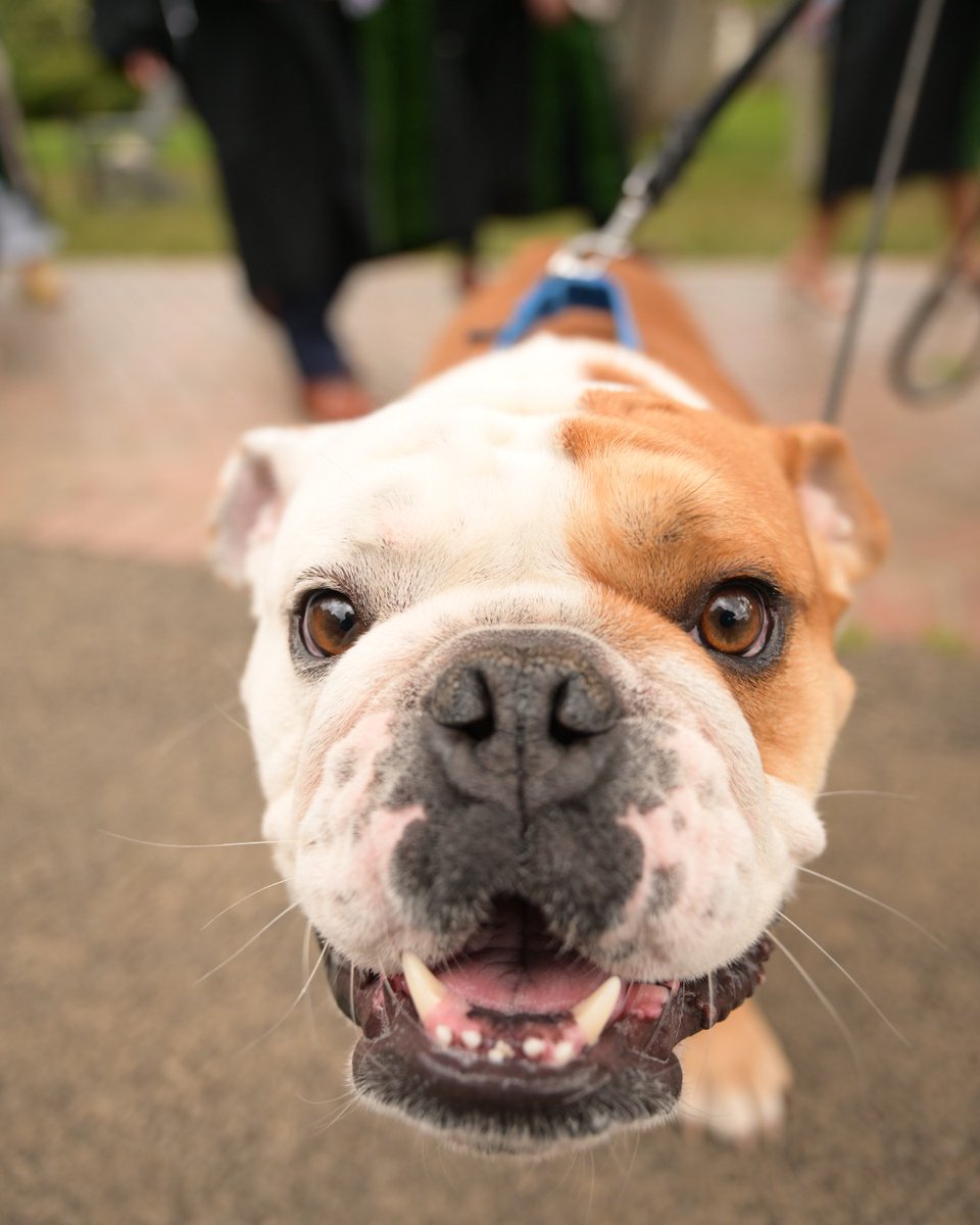 Who's a good boy? Jack the Bulldog, of course 🐾