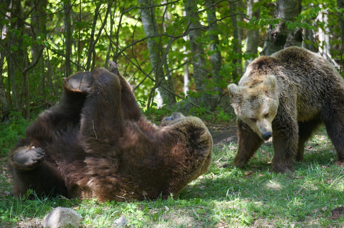 ☀️ Le soleil brille sur la Forêt des Ours de Belitsa, et nos pensionnaires en profitent pleinement !

Sortis de leur long sommeil hivernal, tous savourent les joies du printemps  : baignades rafraîchissantes, jeux entre compagnons, et siestes bien méritées. 🐻🌸

Après des années