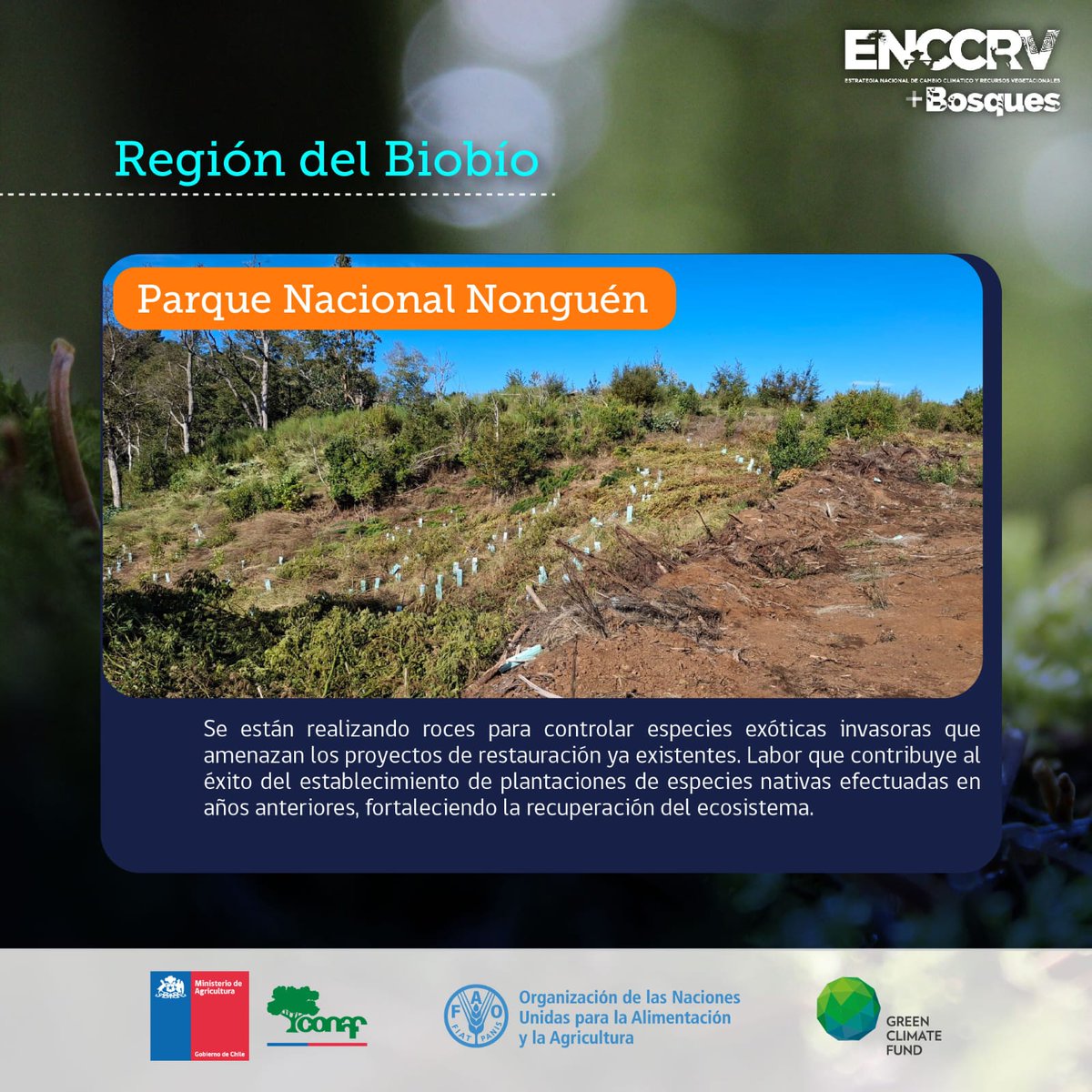 FAO Chile (@faochile) on Twitter photo 🌳 Parque Nacional Nonguén 🏞️ en la Región del Biobío.
<a href="/conaf_minagri/">CONAF - Corporación Nacional Forestal</a> <a href="/theGCF/">Green Climate Fund</a> 🌳 Parque Nacional Nonguén 🏞️ en la Región del Biobío.
<a href="/conaf_minagri/">CONAF - Corporación Nacional Forestal</a> <a href="/theGCF/">Green Climate Fund</a>