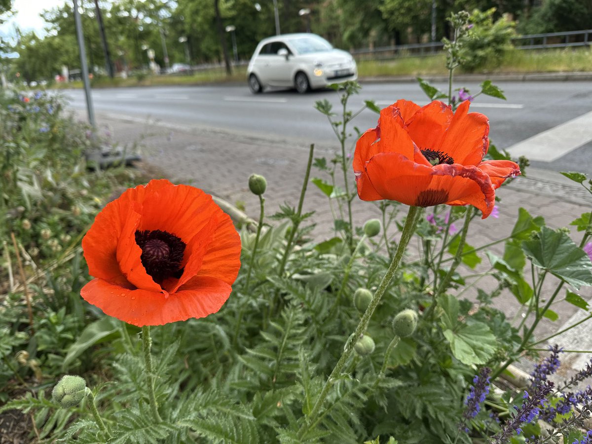 JoachimHesse's tweet image. „In this proud land we grew up strong
We were wanted all along
I was taught to fight, taught to win
I never thought I could fail“
#DeepShit