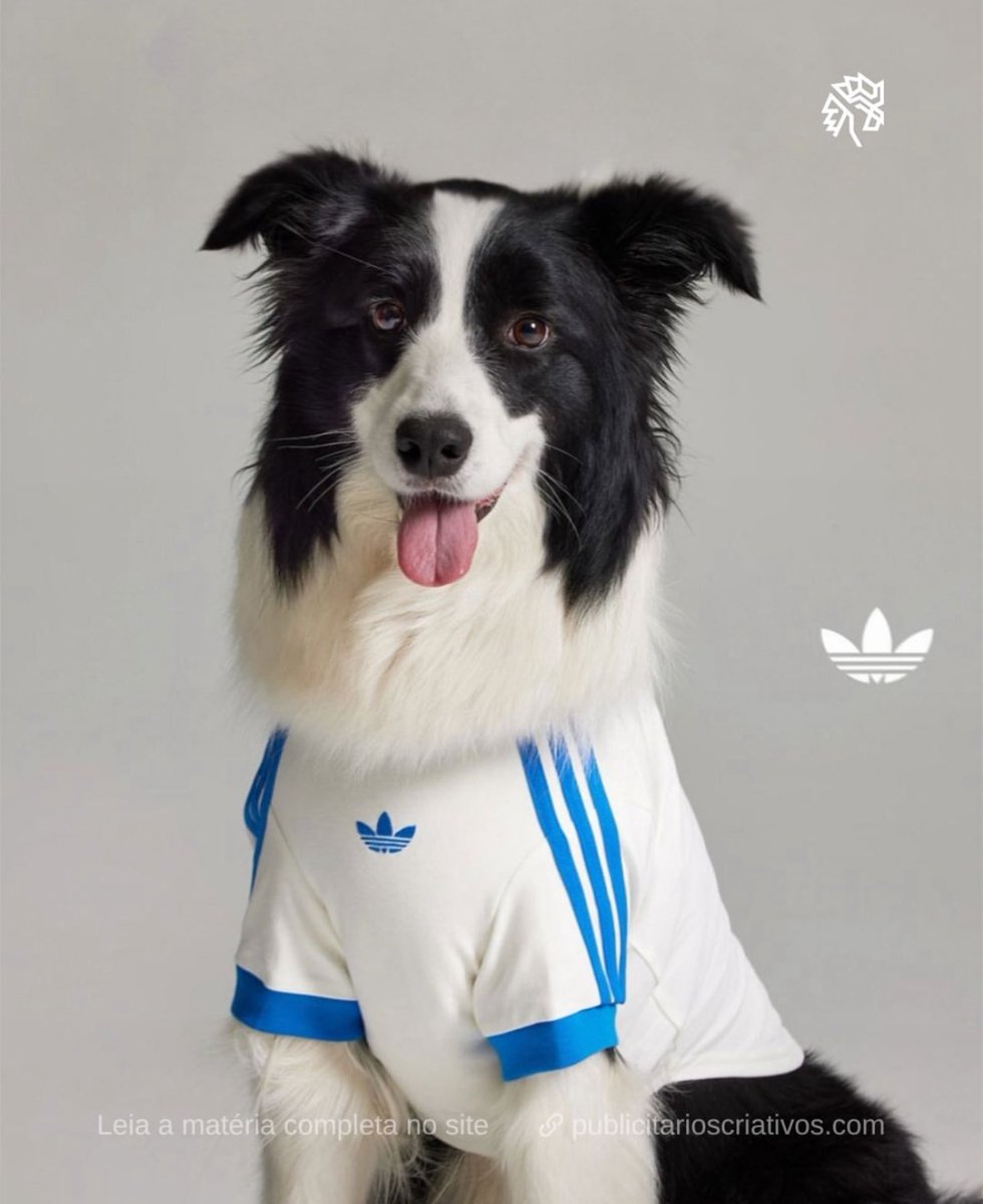 e a adidas que lançou uma coleção de roupas e acessórios esportivos pra  pets? 🥹, image size:980x1199