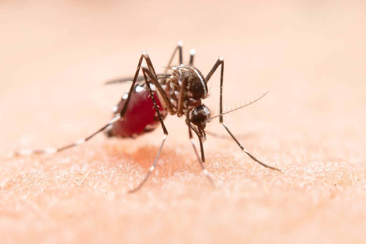 ARCALorg's tweet photo. 🦟 @PAHOWHO y @IAEATC unen fuerzas contra el #AedesAegypti con técnicas innovadoras☢️

Te contamos🧵

El #AedesAegypti es el responsable de la transmisión de enfermedades como el #dengue, #chikungunya y #zika siendo un rieso para cuatro mil millones de personas expuestas en el🌎 https://t.co/E7bAqaB1ze
