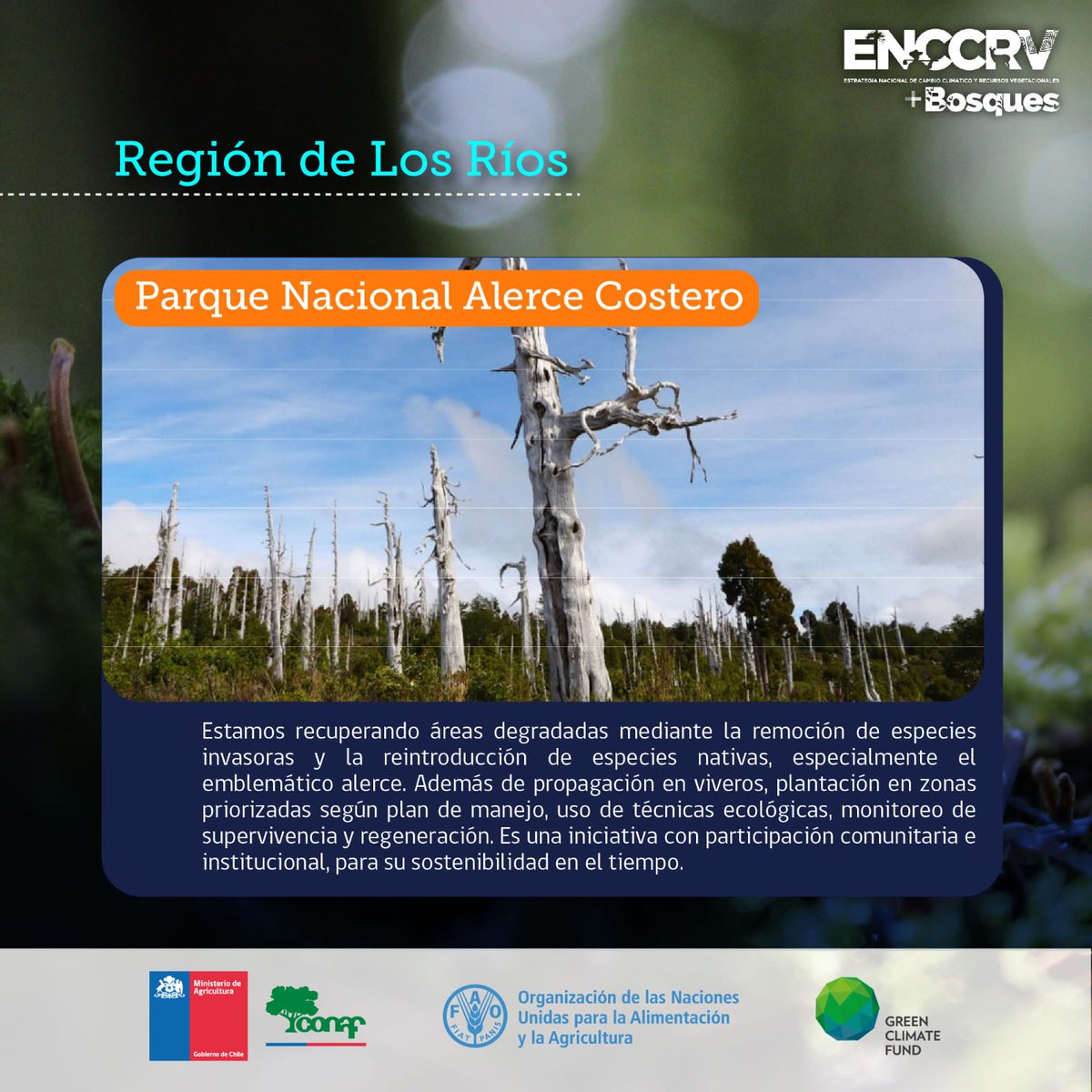 FAO Chile (@faochile) on Twitter photo 🌳 Parque Nacional Alerce Costero 🏞️ en la Región de Los Ríos.
<a href="/conaf_minagri/">CONAF - Corporación Nacional Forestal</a> <a href="/theGCF/">Green Climate Fund</a> 🌳 Parque Nacional Alerce Costero 🏞️ en la Región de Los Ríos.
<a href="/conaf_minagri/">CONAF - Corporación Nacional Forestal</a> <a href="/theGCF/">Green Climate Fund</a>