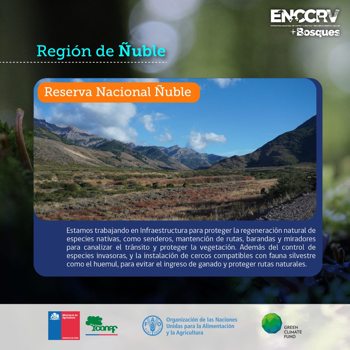 FAO Chile (@faochile) on Twitter photo 🌳 Reserva Nacional Ñuble 🏞️ en la Región de Ñuble.
<a href="/conaf_minagri/">CONAF - Corporación Nacional Forestal</a> <a href="/theGCF/">Green Climate Fund</a> 🌳 Reserva Nacional Ñuble 🏞️ en la Región de Ñuble.
<a href="/conaf_minagri/">CONAF - Corporación Nacional Forestal</a> <a href="/theGCF/">Green Climate Fund</a>